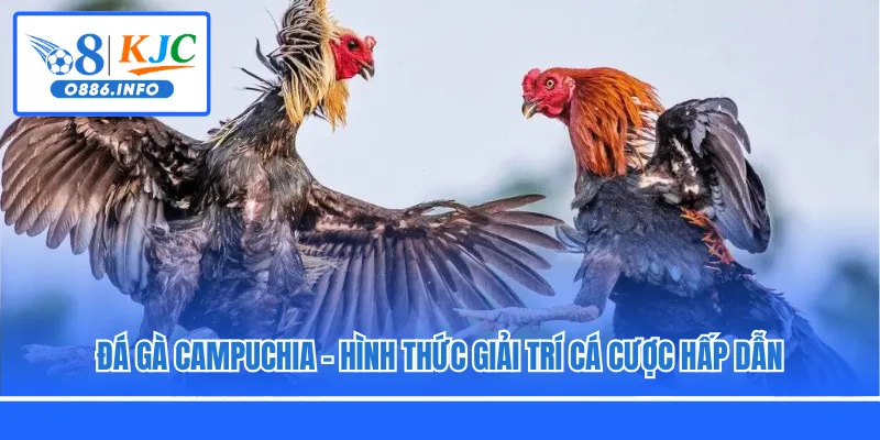 Đá Gà Campuchia - Hình Thức Giải Trí Cá Cược Hấp Dẫn