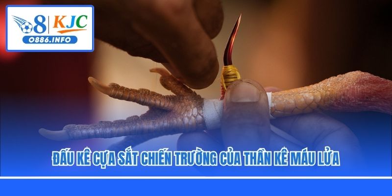 Đấu kê cựa sắt chiến trường của thần kê máu lửa